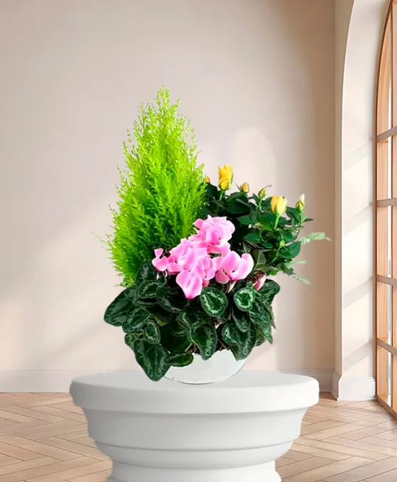 Composition de plantes funéraires en pot : cyprès, cyclamen, rosier